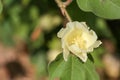 Organic cotton blossom. Cotton blossom hanging on cotton plant