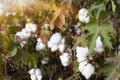 Organic cotton plants field with white open buds ready Royalty Free Stock Photo