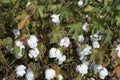 Organic cotton plants field with white open buds ready Royalty Free Stock Photo