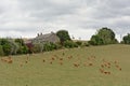 Organic cows in a meadow in the Wallonian countryside Royalty Free Stock Photo