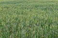 Organic crop. Green wheat field. Harvest in natural environment