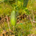 Organic cucumber on a garden bed Royalty Free Stock Photo