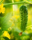 Organic Cucumber growing Royalty Free Stock Photo