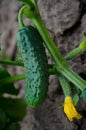 Organic Cucumber growing Royalty Free Stock Photo