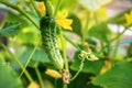 Organic cucumber growing in the garden Royalty Free Stock Photo
