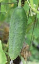 Organic Cucumber Growing in a Vegetable Garden Royalty Free Stock Photo