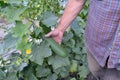 Organic cucumber Royalty Free Stock Photo