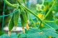 Organic cucumbers cultivation. Closeup of fresh green vegetables ripening in glasshouse Royalty Free Stock Photo