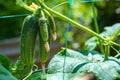 Organic cucumbers cultivation. Closeup of fresh green vegetables ripening in glasshouse Royalty Free Stock Photo