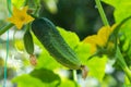 Organic cucumbers cultivation. Closeup of fresh green vegetables ripening in glasshouse Royalty Free Stock Photo