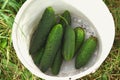 Organic cucumbers cultivation. of fresh green vegetables ripening in glasshouse Royalty Free Stock Photo
