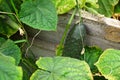 Organic cucumbers cultivation. of fresh green vegetables ripening in glasshouse Royalty Free Stock Photo