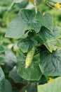 Organic cucumbers grow in the garden without fertilizers