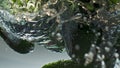 Organic cucumbers splashing water closeup. Fresh garden vegetables fall liquid. Royalty Free Stock Photo