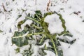 Organic cultivated Broccoli plant covered with snow Royalty Free Stock Photo