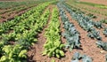 Organic cultivated field with lettuce, cabbage and other vegetables. Long rows. Royalty Free Stock Photo