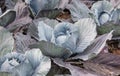 Organic cultivated red cabbages from close Royalty Free Stock Photo