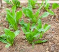 Organic cultivation of beet in a small vegetable garden Royalty Free Stock Photo