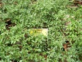 Bangalore, Karnataka, India - August 11, 2008 Organic cultivation of green Chili peppers at Lalbagh Botanical Garden