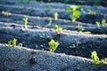 Young potato plants sprouting from the soil in the spring. Royalty Free Stock Photo