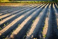 The green shoots of young potato plants sprouting from the soil in the spring. Royalty Free Stock Photo