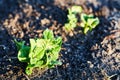 Organic cultivation of potatoes.. The green shoots of young potato plants sprouting from the soil in the spring. Royalty Free Stock Photo