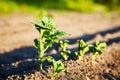 Organic cultivation of potatoes.. The green shoots of young potato plants sprouting from the soil in the spring. Royalty Free Stock Photo