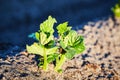 Organic cultivation of potatoes.. The green shoots of young potato plants sprouting from the soil in the spring. Royalty Free Stock Photo