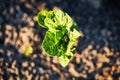 Organic cultivation of potatoes.. The green shoots of young potato plants sprouting from the soil in the spring. Royalty Free Stock Photo