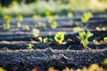 Organic cultivation of potatoes.. The green shoots of young potato plants sprouting from the soil in the spring. Royalty Free Stock Photo