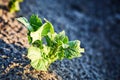 Organic cultivation of potatoes.. The green shoots of young potato plants sprouting from the soil in the spring. Royalty Free Stock Photo