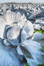 Organic cultivation of red cabbages Royalty Free Stock Photo