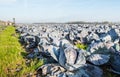 Organic cultivation of red cabbages Royalty Free Stock Photo