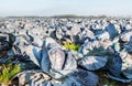 Organic cultivation of red cabbages Royalty Free Stock Photo