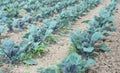 Organic cultivation of red cabbages Royalty Free Stock Photo