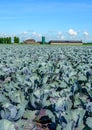 Organic cultivation of red cabbages in the summer season Royalty Free Stock Photo