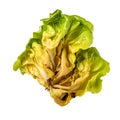 Decay of Freshness Rotten Butter Head Lettuce Illustrating Unhealthy Eating Habits Kitchen Spoiled Ingredient, Generative Ai