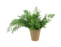 Organic dill herb in peat pot Royalty Free Stock Photo