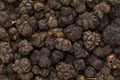 Organic Dried Cheese Fruit (Morinda citrifolia) seeds.