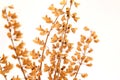 Organic dried coriander flowers, organic coriander seeds, coriander seeds for planting