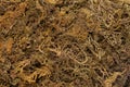 Organic Dried Moss Grass (Polytrichum commune).