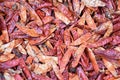 Organic Dried red chillies Royalty Free Stock Photo