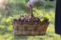 Organic, drug-free and natural fresh cherry harvest from the manufacturer