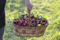 Organic, drug-free and natural fresh cherry harvest from the manufacturer