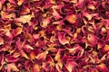 Organic dry Rose Damask petals (Rosa damascena).