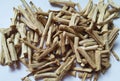 Organic dry shatavari Asparagus racemosus sticks. It used in traditional Indian medicine. The root is used to make medicine.