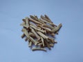 Organic dry shatavari Asparagus racemosus sticks. It used in traditional Indian medicine. The root is used to make medicine.