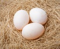 Organic duck eggs Royalty Free Stock Photo