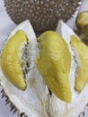 Organic Durian Flesh Malaysia