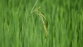 Organic ears of rice paddy on spring morning Royalty Free Stock Photo